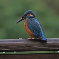 eisvogel 4